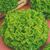 Салат кочанный Кудрявый Мальчонка 0,5г Семена Алтая, фото , изображение 2