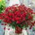 Кореопсис карликовый  Амулет красный 220шт Дом Семян, фото , изображение 2