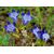 Горечавка Трехцветковая 0,05г Сады России, фото , изображение 2