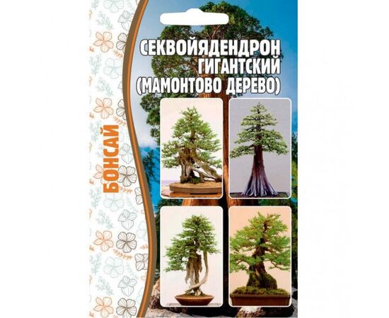 Секвойядендрон гигантский, мамонтово дерево (бонсай) 5шт Решение, фото 